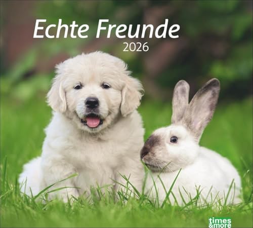 times&more Echte Freunde Bildkalender 2026: Süße Tierfreundschaften in einem Kalender. Hochwertiger Fotokalender für Tierfreunde. times&more Wandkalender im Querformat. (times&more Kalender Heye) von Heye