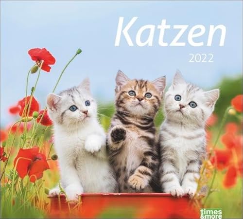 Katzen Bildkalender 2022 - times&more Tier-Kalender - Wandkalender mit Monatskalendarium - 30 x 27 cm von Heye