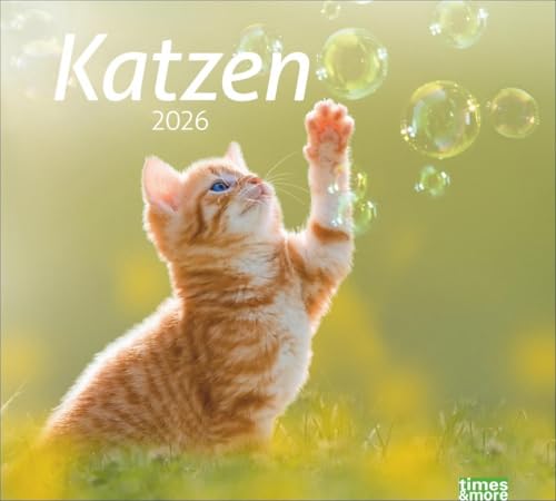 times&more Katzen Bildkalender 2026: times&more - Süße Samtpfoten im Wandkalender 2026. Kalender für Katzenfans - jeden Monat ein Hingucker. ... Format 30 x 27 cm (times&more Kalender Heye) von Heye