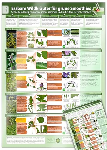 Essbare Wildkräuter für Grüne Smoothies - Erkennungskarte Teil 2 (2024) – Natürliche Frische erleben - Erkunde, sammle und genieße essbare Wildkräuter ... selber sammeln und mit gutem Gefühl genießen) von FuturePaceMedia